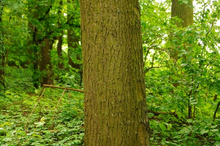 Single tree stem in the front of a forest background Germany