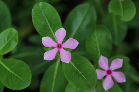 Little flower in the Lumpini park, Bangkok, Thailand の写真素材