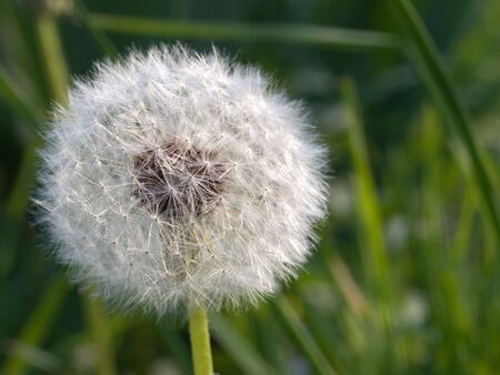 Dandelion