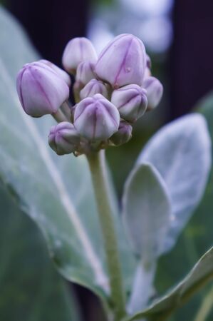 Calotropis giganteaの写真素材