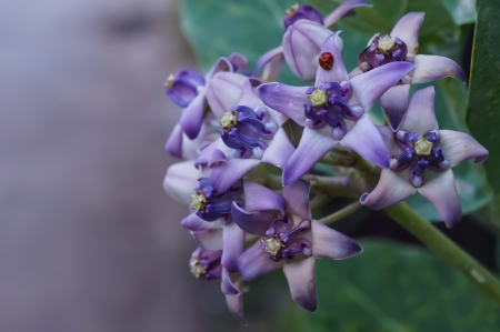 Calotropis giganteaの写真素材