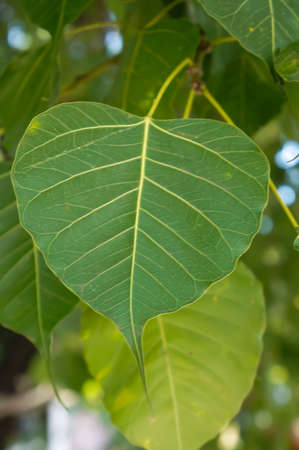 pipalの写真素材