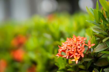 Ixora coccineaの写真素材