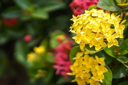 Ixora coccineaの写真素材