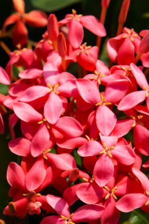 ixora coccineaの写真素材