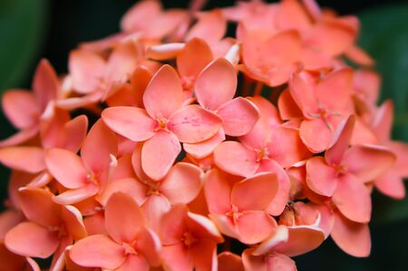 ixora coccineaの写真素材