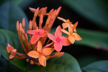 ixora coccinea