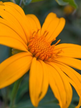 Mexican Sunflower Weedの写真素材