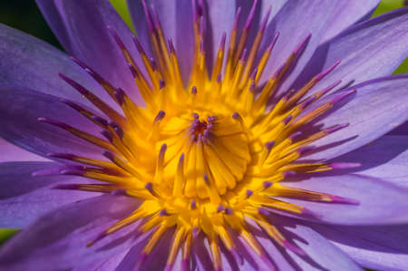 Water Lilyの写真素材