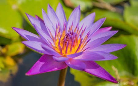 Water Lilyの写真素材