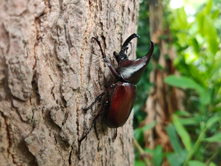 The white beetle perched on the wood.