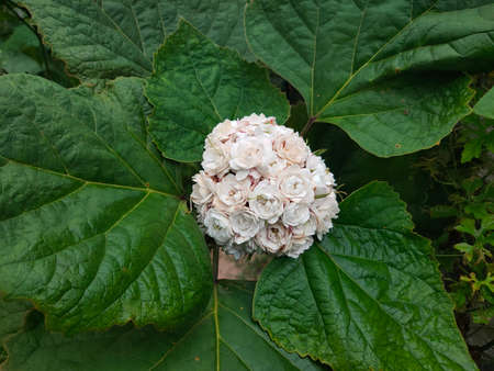 Beautiful bouquet of flowers and leavesの写真素材