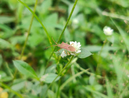 Piezodorus hybneri Gmelin sucking mouth pestsの写真素材