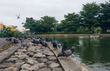 A flock of pigeons by the waterの写真素材