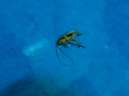 The crickets lay dead in the bathroom floor due to flooding while the floor was still wet.の写真素材