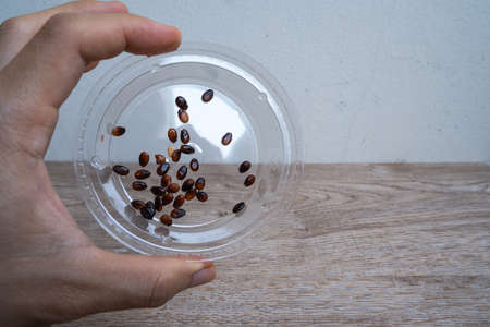 Watermelon seeds in a transparent tray are held by fingers.