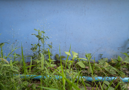 The grass that surrounds house, looks beautiful, and is attractive to look at.の写真素材