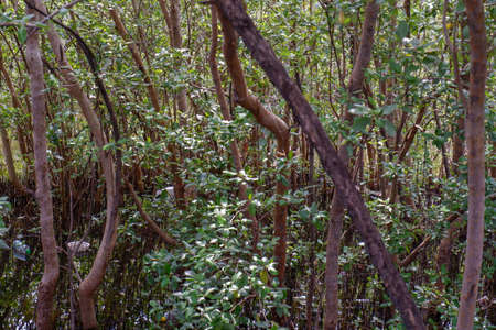 The mangroves have beautiful trunks, they are called dense, on the water surface.の写真素材