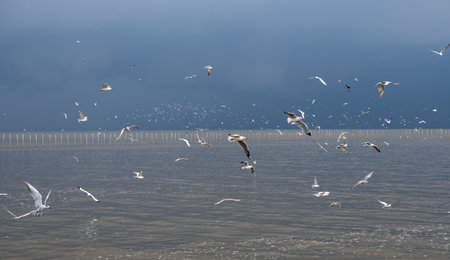 Many seagulls in the sea, flying around, looking for food.