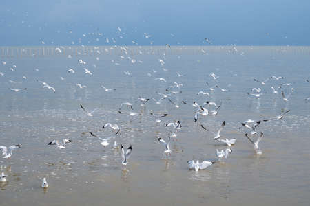 Many seagulls in the sea, looking for food, and flying around.の写真素材
