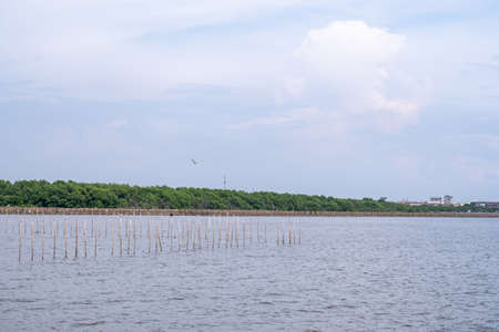 On the edge of the sea, there are wooden poles protecting the waves, and behind it is the sky.の写真素材