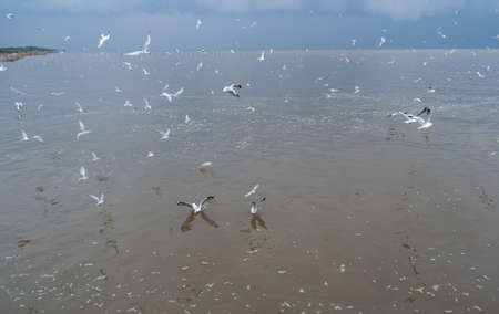 Flock of seagulls, flying in the sky, below is the sea.