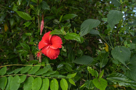 Beautiful bright red hibiscus flowers, protruding stamens, green leaves behind.の写真素材