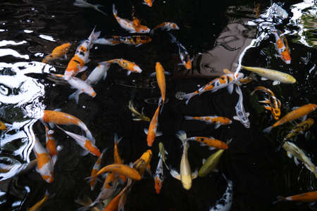 Many Koi fish were raised in the pond, colorful,の写真素材