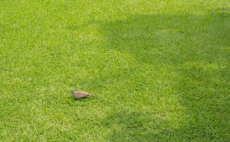 Spilopelia chinensis, walking for food, in the field, greenの写真素材