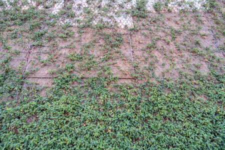 The large wall was decorated with grass, for beauty.