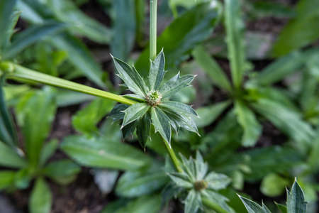 Culantro, Long Coriander, is a popular vegetable used in cooking, for its aroma.