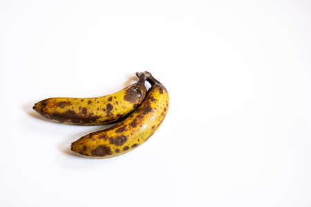 Two rotten bananas are yellow, with black dots, and mold.の写真素材