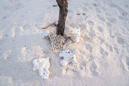 Coral rocks on the beach, blown by the sea waves, can be decorated at the base of the trees.