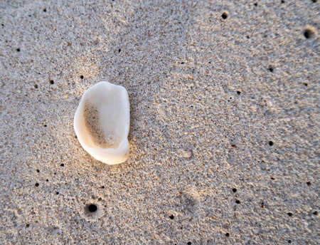 White shells on the beach, blown by the waves, from the bottom of the sea.の写真素材
