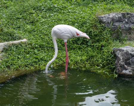 A flamingo is standing with its head in the water, looking for food.の写真素材