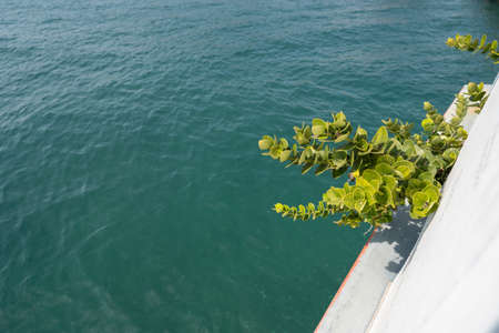 carissa macrocarpa, green planted as an ornamental plant on ships, below is the sea