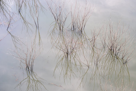 A small tree that dries up in the water, caused by the flood.
