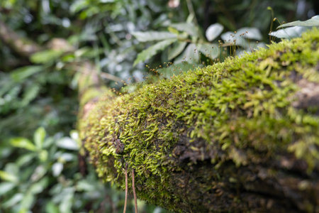 Moss green and moist, naturally occurring, on the surface of the wood.の写真素材