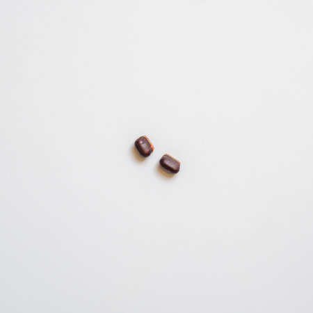Two cockroach eggs, in which there are many larvae, lay on a white background.