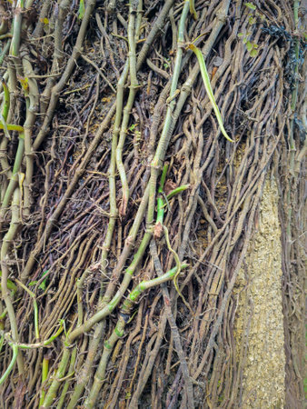 many vine roots which is the air root wrapping the treeの写真素材