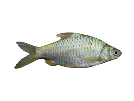 Carp fish isolated on white background with clipping path. Studio shot.の写真素材