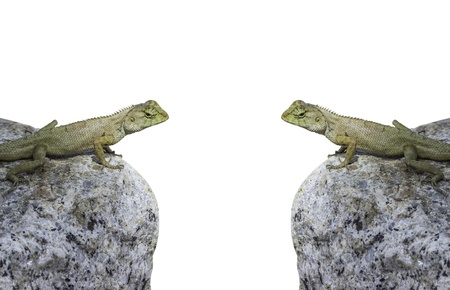 iguanaの写真素材