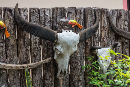 Buffalo skull hanging on the wall.の写真素材