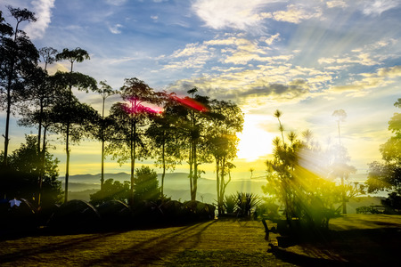 Sunlight in the green forest, spring timeの写真素材