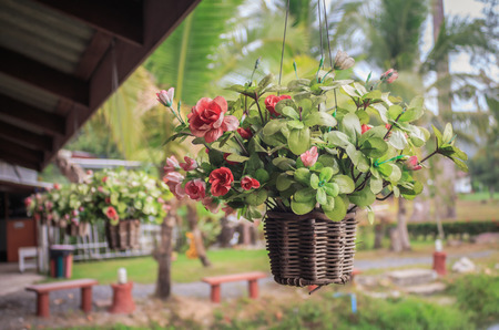 Hanging basket of flowers vintageの写真素材