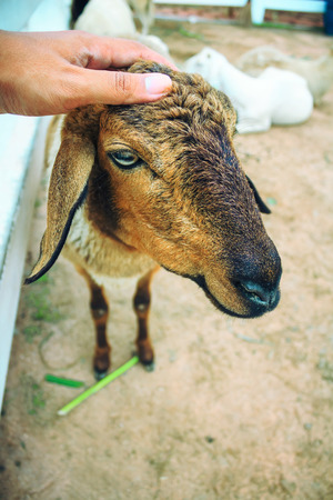 Lambs are being fed Careの写真素材