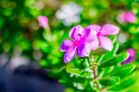 Purple flowers Macroの写真素材