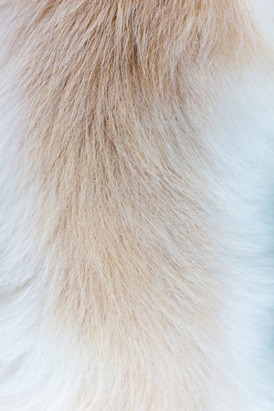 background of the dog's coatの写真素材