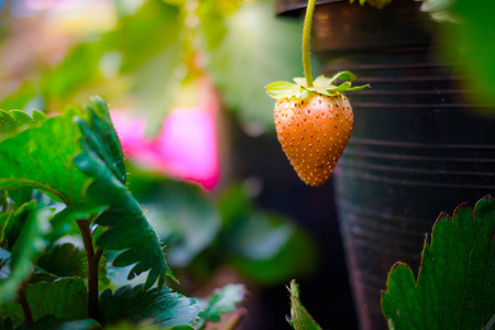 strawberries in a pot bushの写真素材