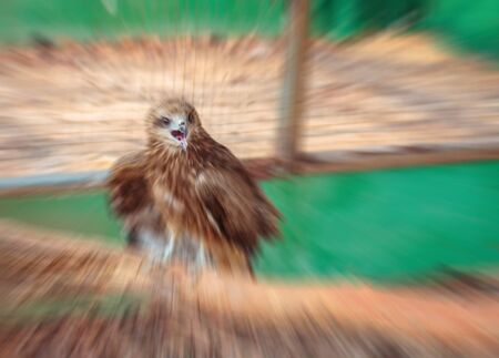 Little falcon in the zoo cage. motion blurredの写真素材